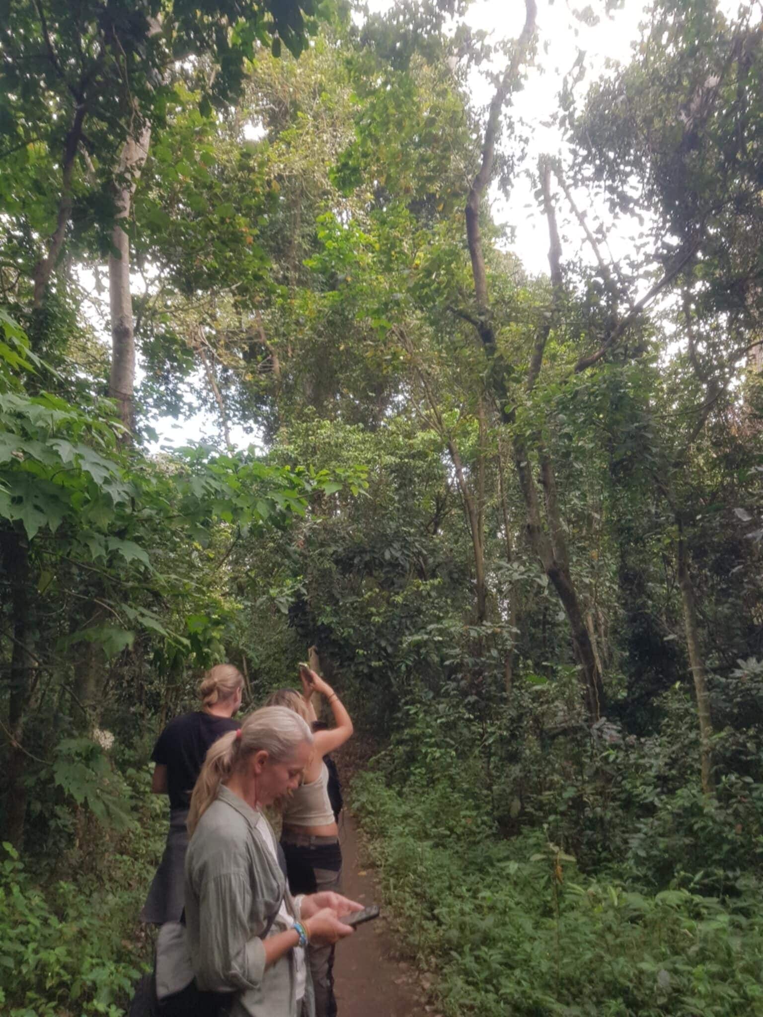 A group of people walking on a forest trail surrounded by dense greenery.