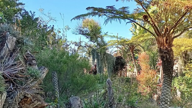 Un jardin avec différentes espèces de plantes, un grand arbre et une structure en pierre.