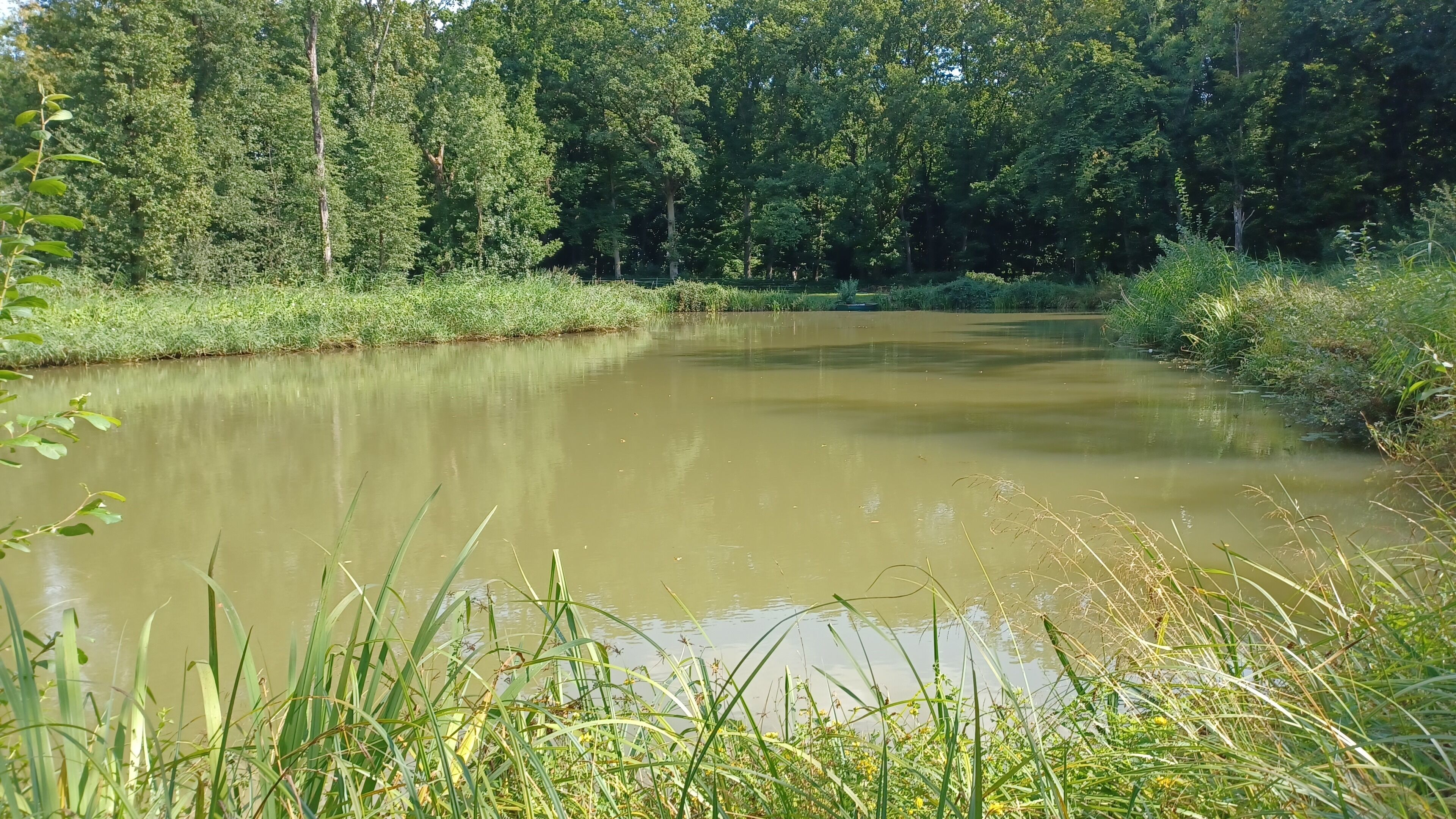 A calm river surrounded by dense forest and tall grass.