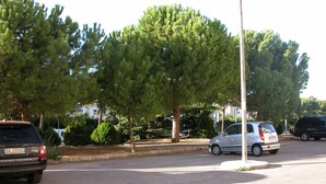 A street with parked cars and trees.