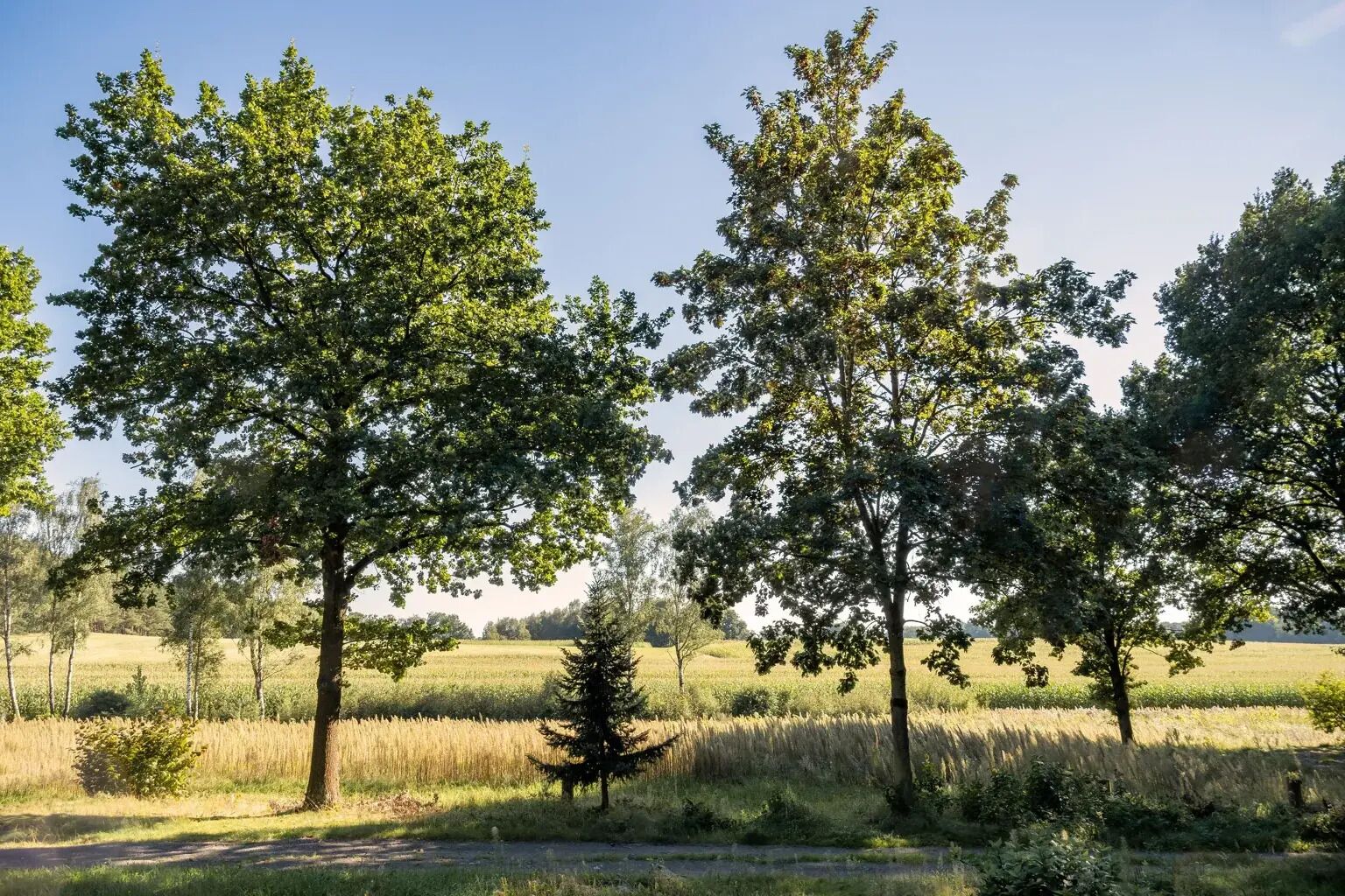 A field with several large trees and a clear sky.