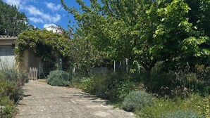 A paved pathway leading through a garden with various plants and trees. - Charming T1 bis apartment in Collobrières (Collobrières)