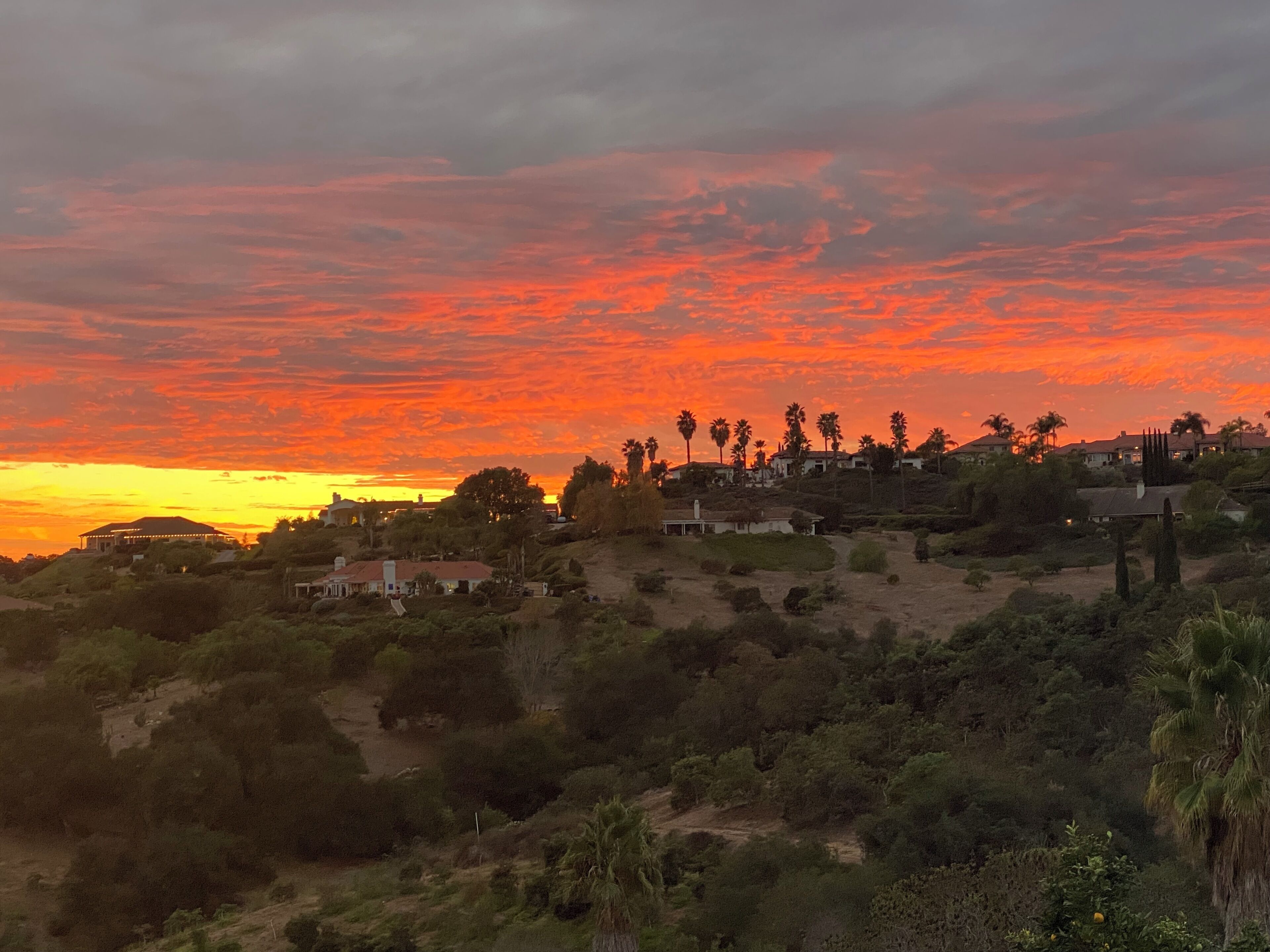 A sunset over a residential area with houses and palm trees.