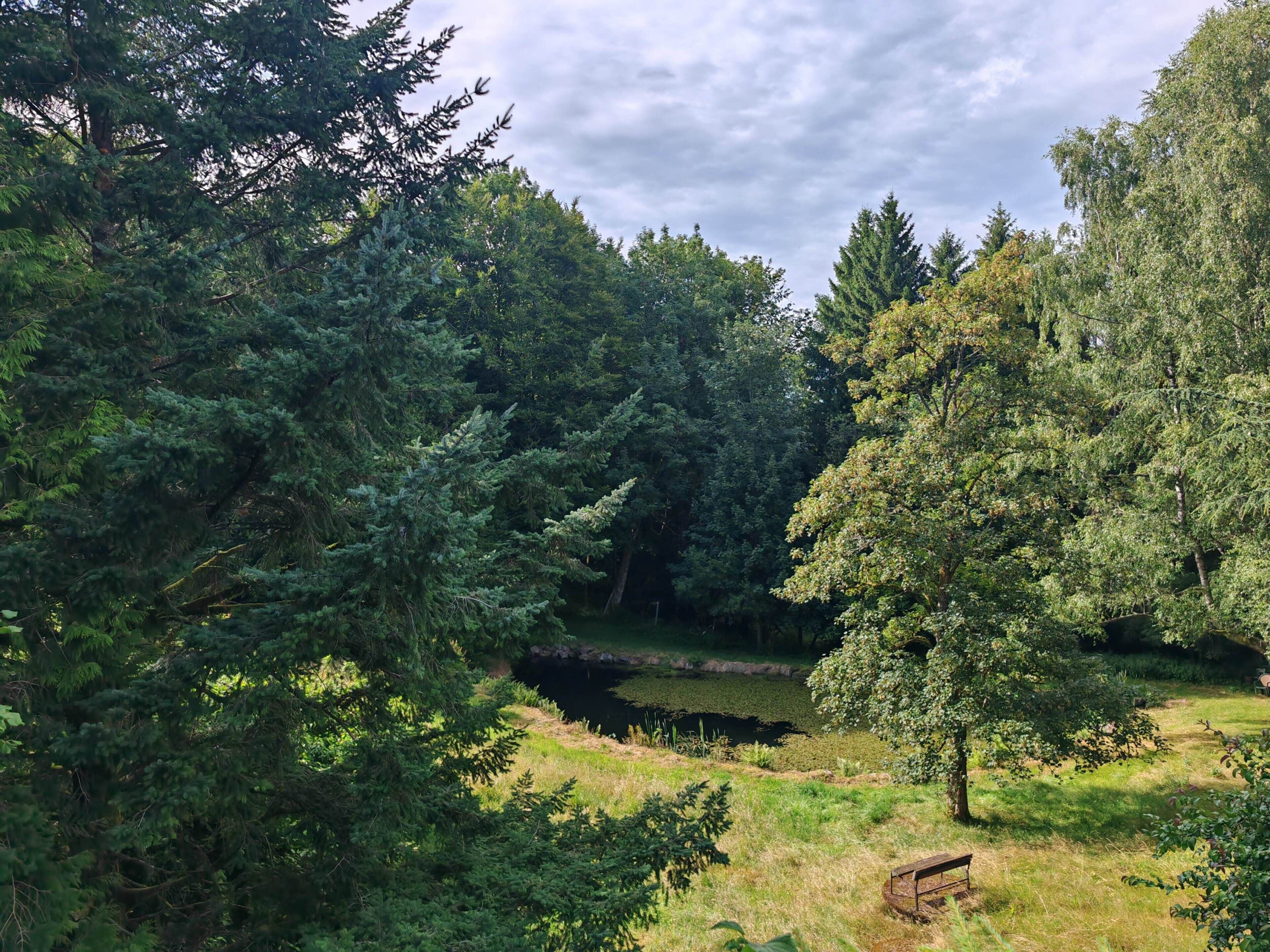 Skovområde med et spejlblankt vandhul og en bænk.