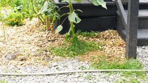 Un jardin avec un plant de tomates devant une maison noire, ornée d’un grillage bleu et d’une fenêtre avec des rideaux.