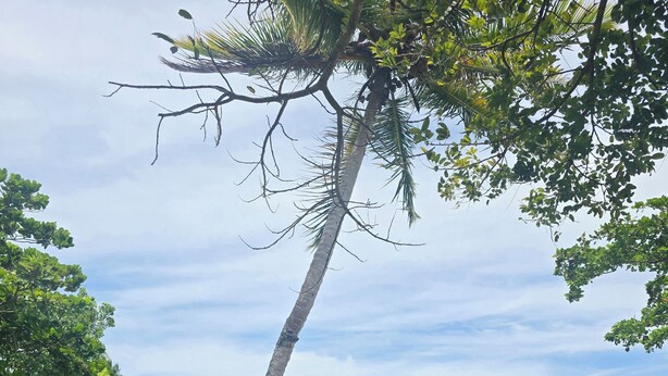 A beach with a leaning palm tree, clear skies, and calm sea.