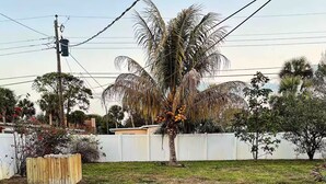 A residential backyard with a palm tree, a wooden planter, and a white fence. - Pet Friendly Guesthouse Near the Beach/Downtown (Melbourne)