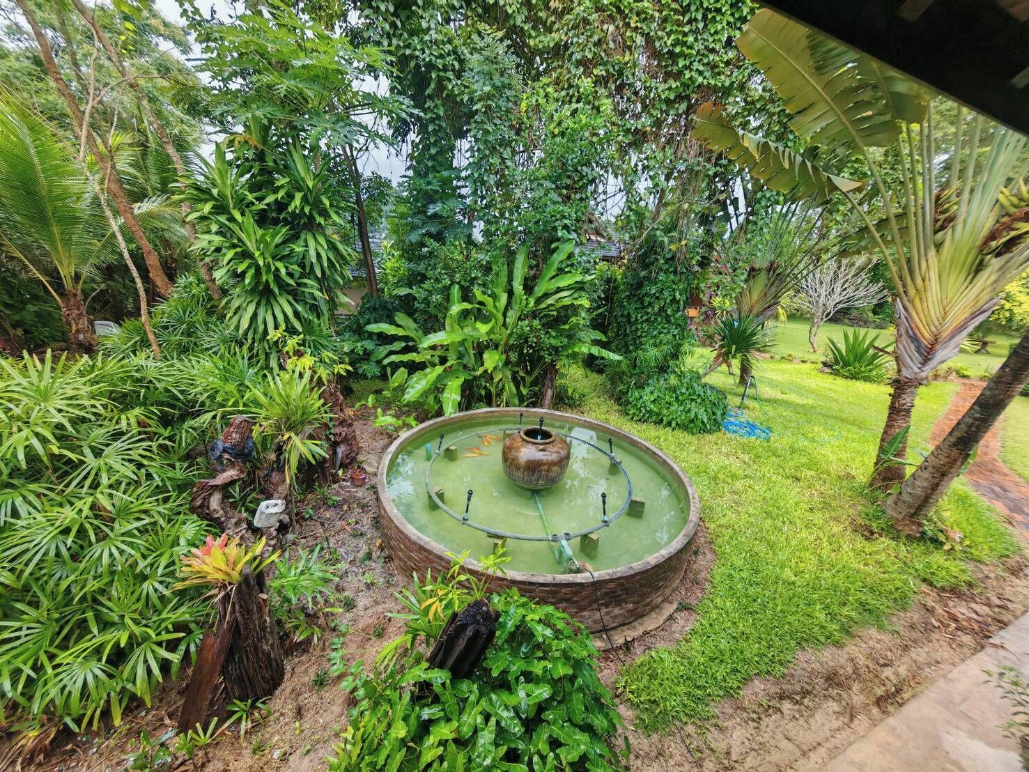 Un jardín con un estanque circular, rodeado de diversas plantas y árboles tropicales.