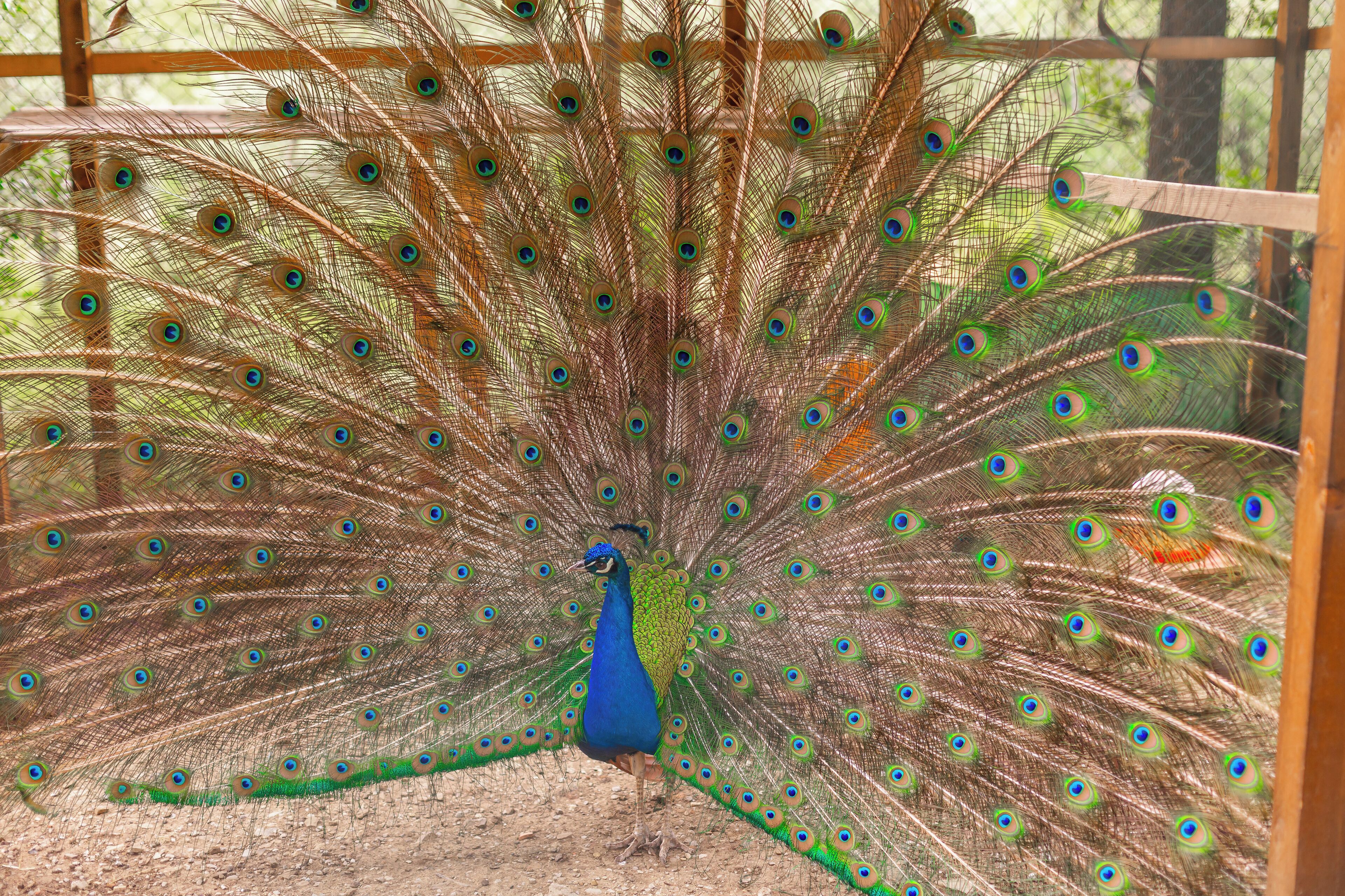 A peacock with a fully fanned tail displaying vibrant eye patterns.
