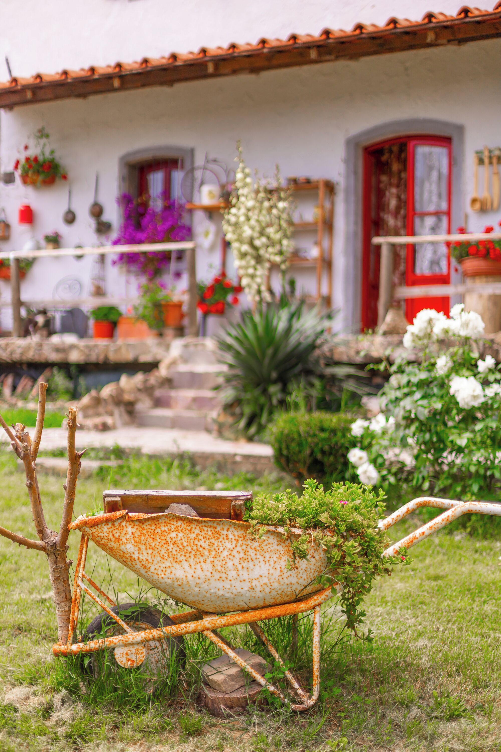 A rustic house with a red door, a garden with various plants, and a rusty wheelbarrow in the foreground.