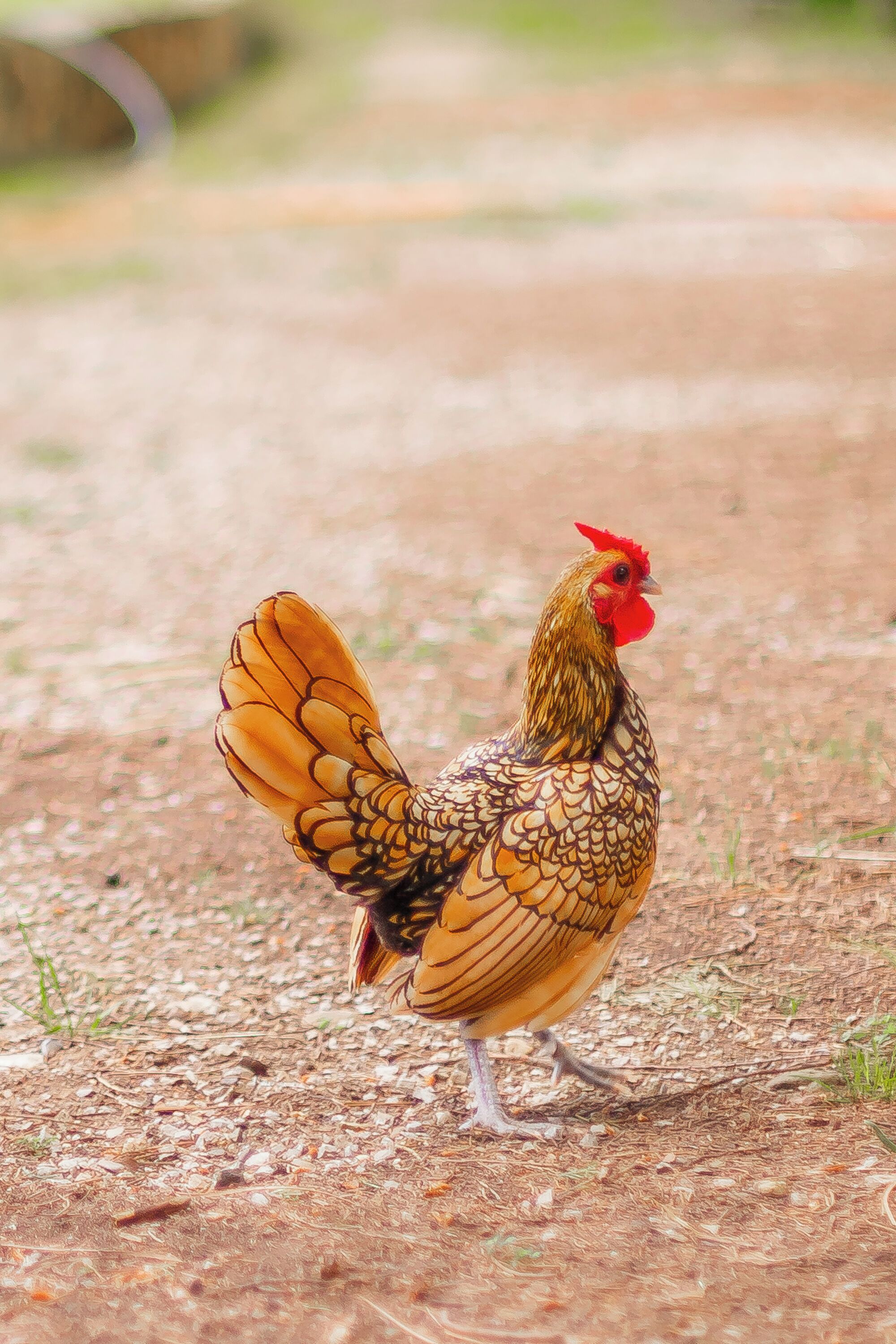 A chicken with a red comb and patterned feathers walking on a dirt path.