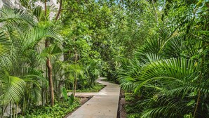 Un vialetto in cemento circondato da rigogliosa vegetazione tropicale, che si snoda attraverso un giardino.