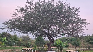 A garden with a large tree, a white bench, and a small table. - PUMZIKA HILL CAMPSITE (Kisongo)