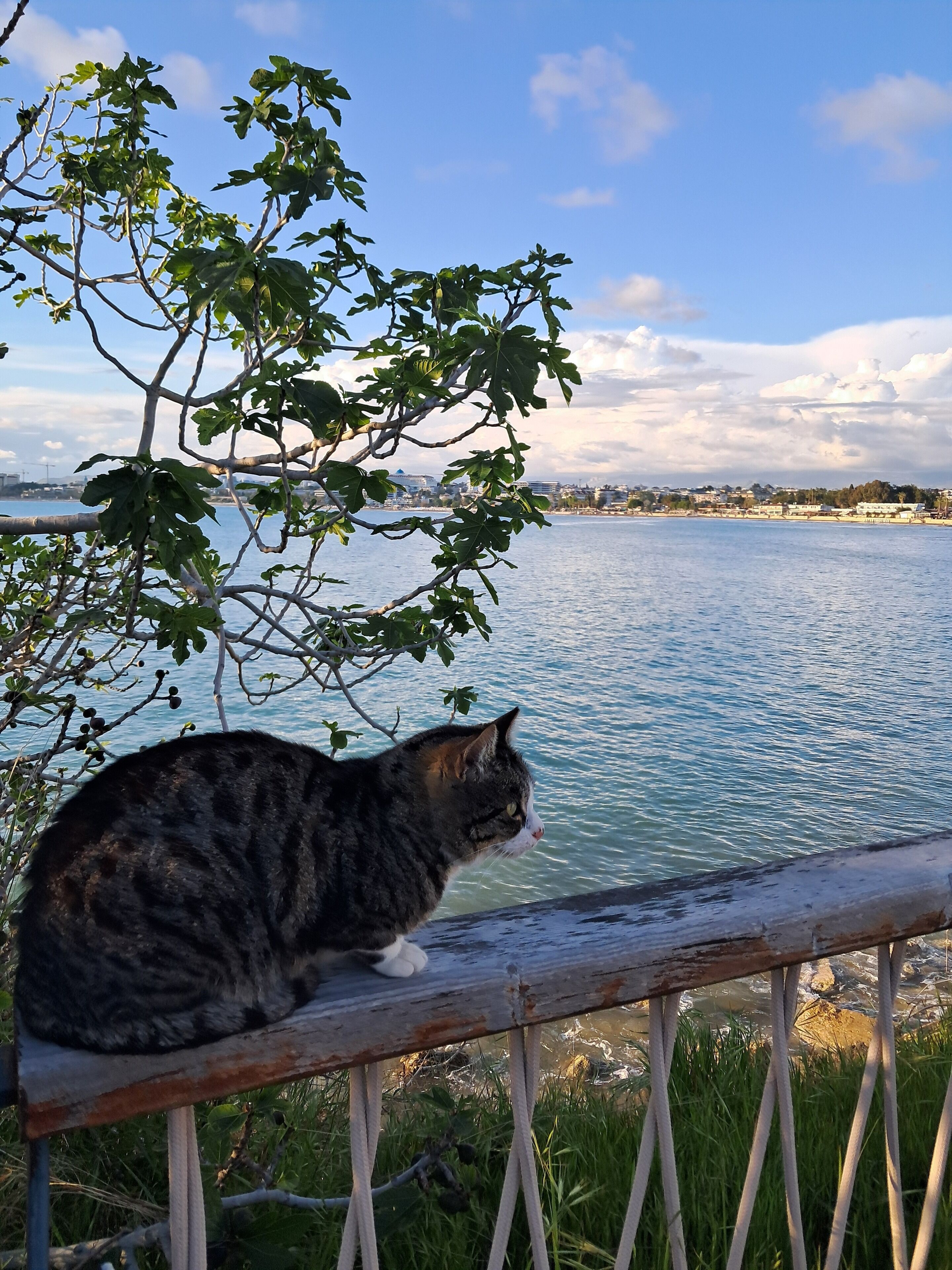 A cat sitting on a weathered wooden railing overlooking a body of water with a cityscape in the background.