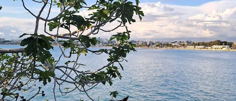 A cat sitting on a weathered wooden railing overlooking a body of water with a cityscape in the background.