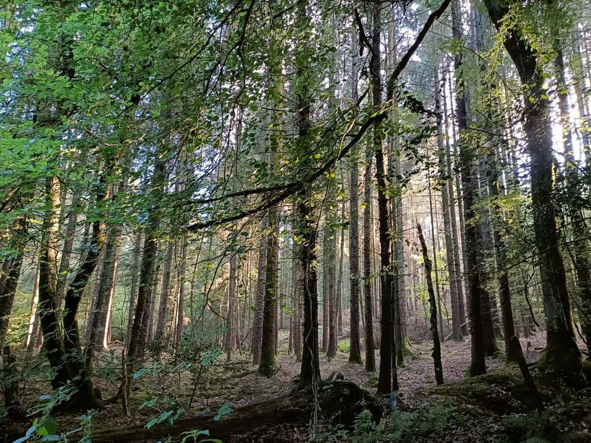 Une forêt dense, avec de grands arbres et un sol recouvert de feuilles et de mousse.
