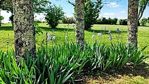 Ein grasbewachsenes Feld mit Bäumen und weißen Blüten.