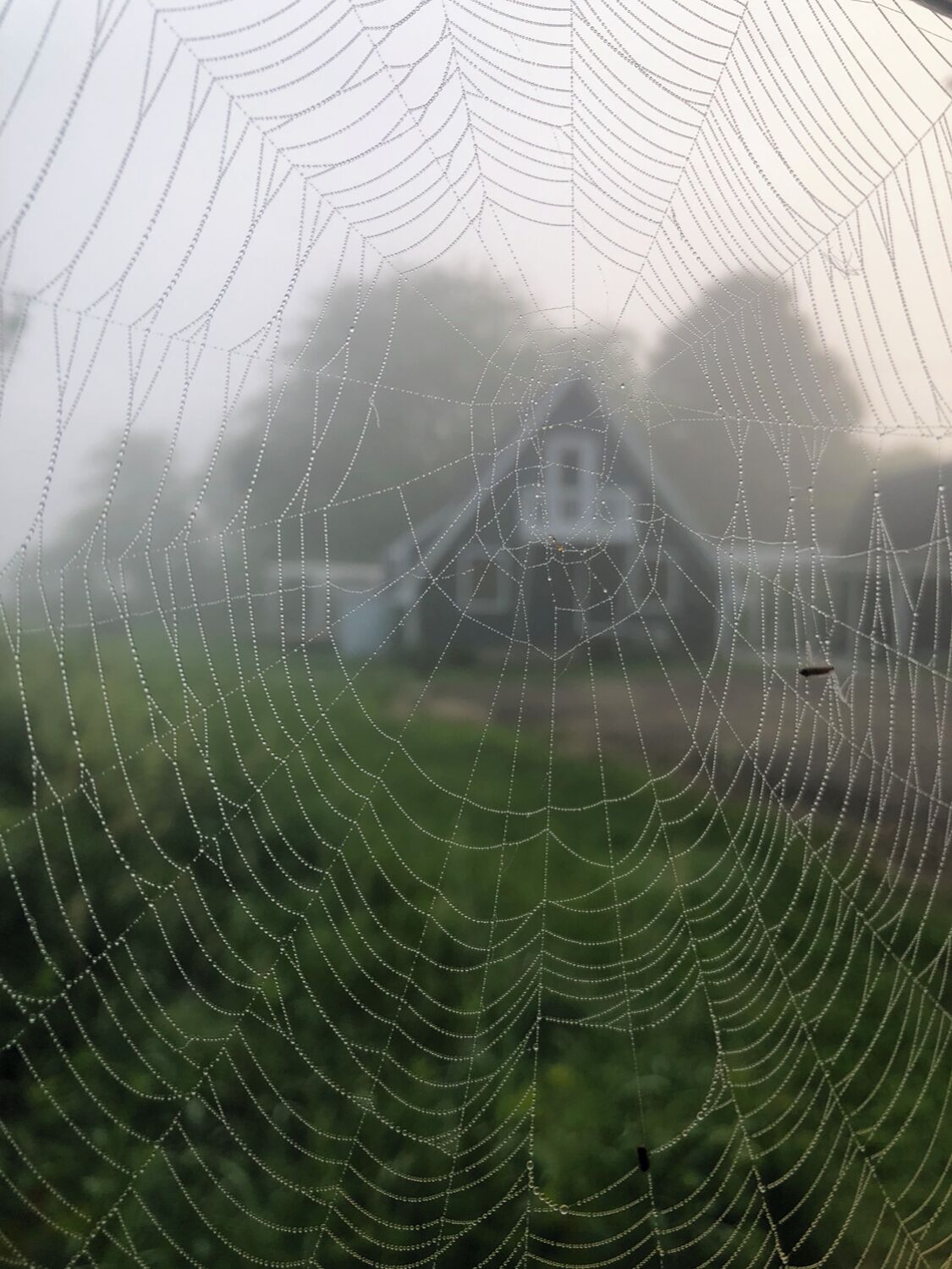 Une toile d’araignée sur fond flou représentant une maison.
