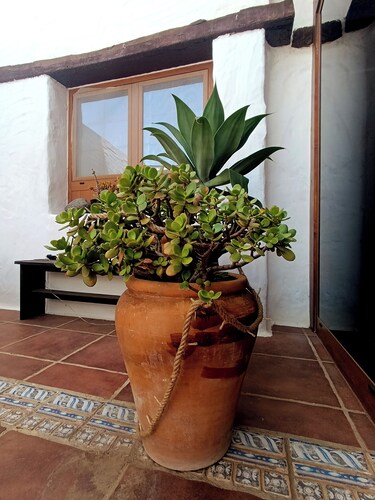 House in a charming old town (pet friendly)