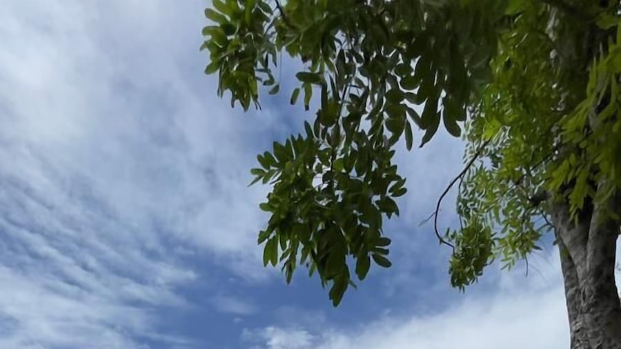 Arwana Perhentian Bluestar