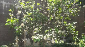 A small tree with green leaves and white flowers in a grassy area with a building in the background.
