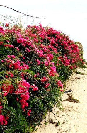 Praia