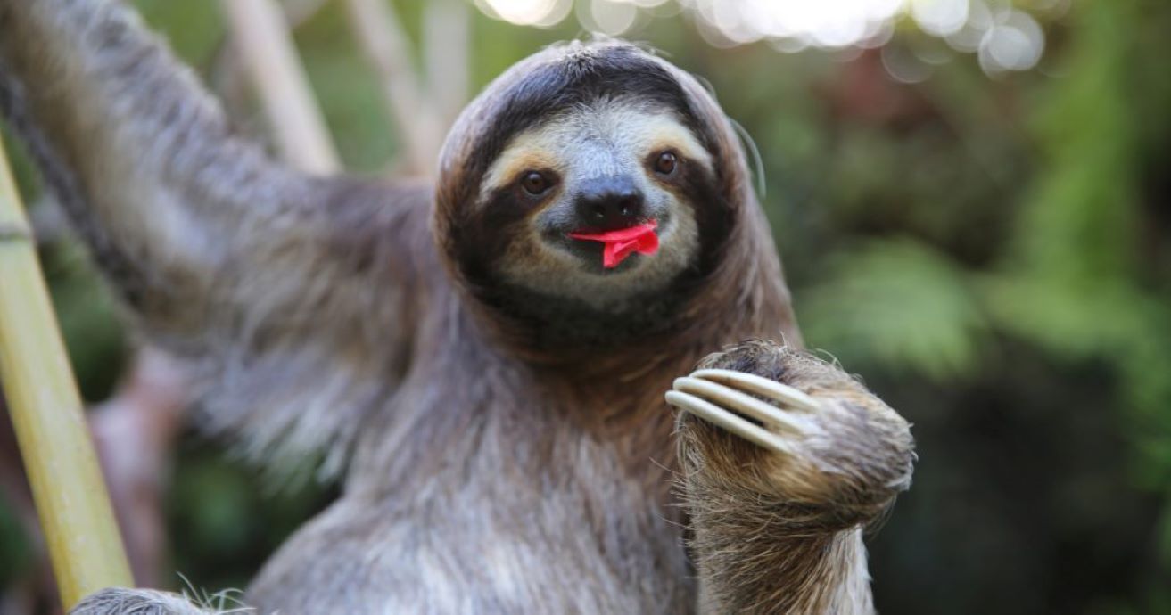 A sloth hanging from a tree branch.