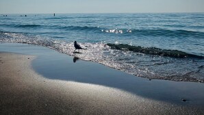 A beach with a clear sky and the sun shining. - Near Lake Michigan- Weko Beach | Private Setting | Beach Gear (Bridgman)