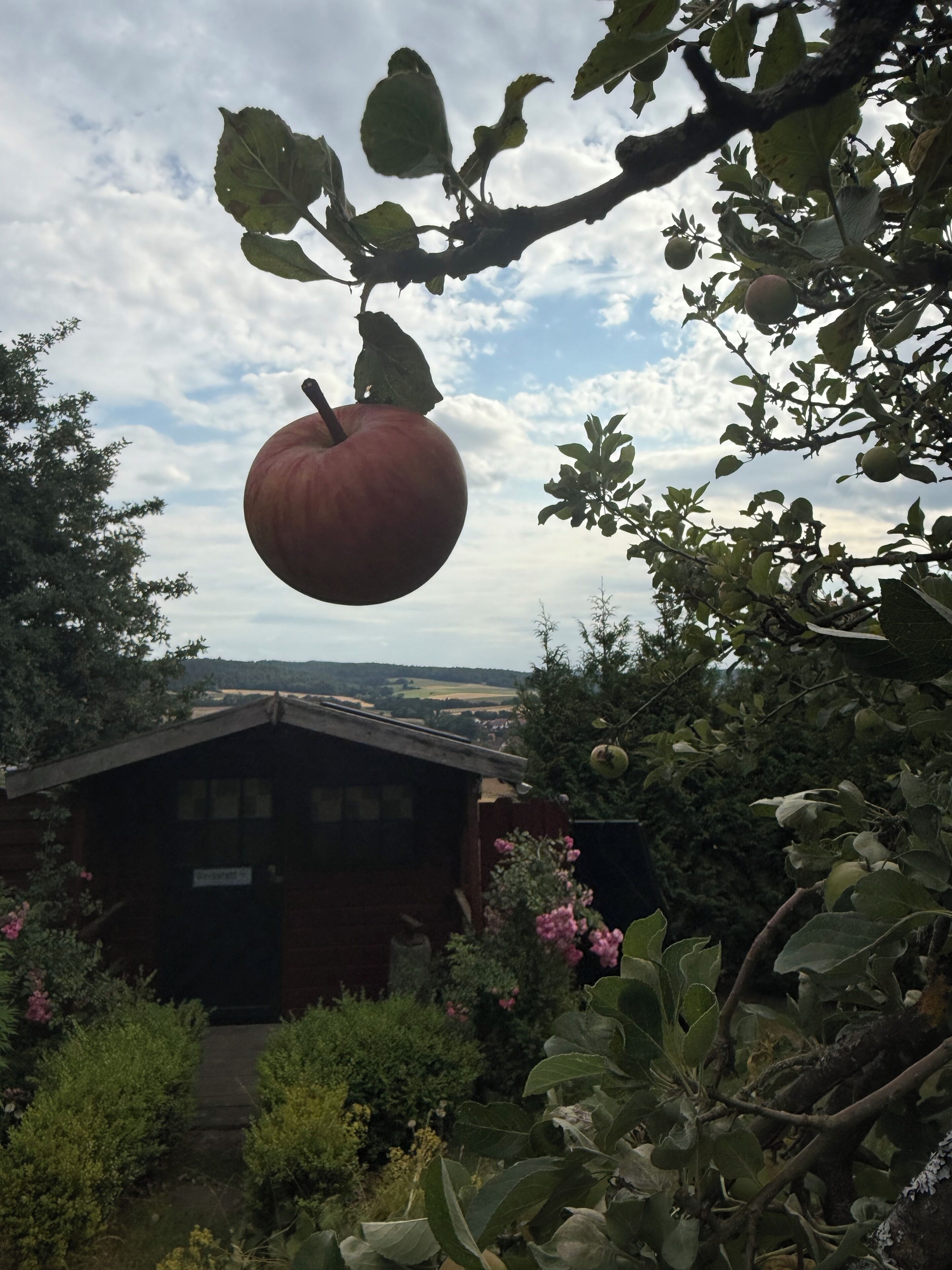 Een rustieke houten hut omgeven door weelderig groen en een hangende appel.