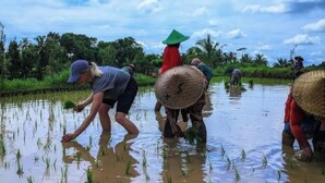 Des personnes plantent du riz dans un champ inondé, sous un ciel dégagé.
