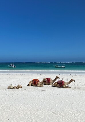 Camastros y toallas de playa