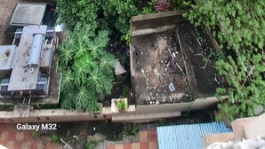 Zona residencial con abundante vegetación, incluyendo una destacada palmera, y edificios al fondo.