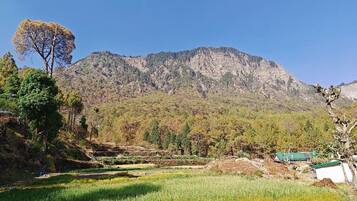 Utsikt mot trädgården