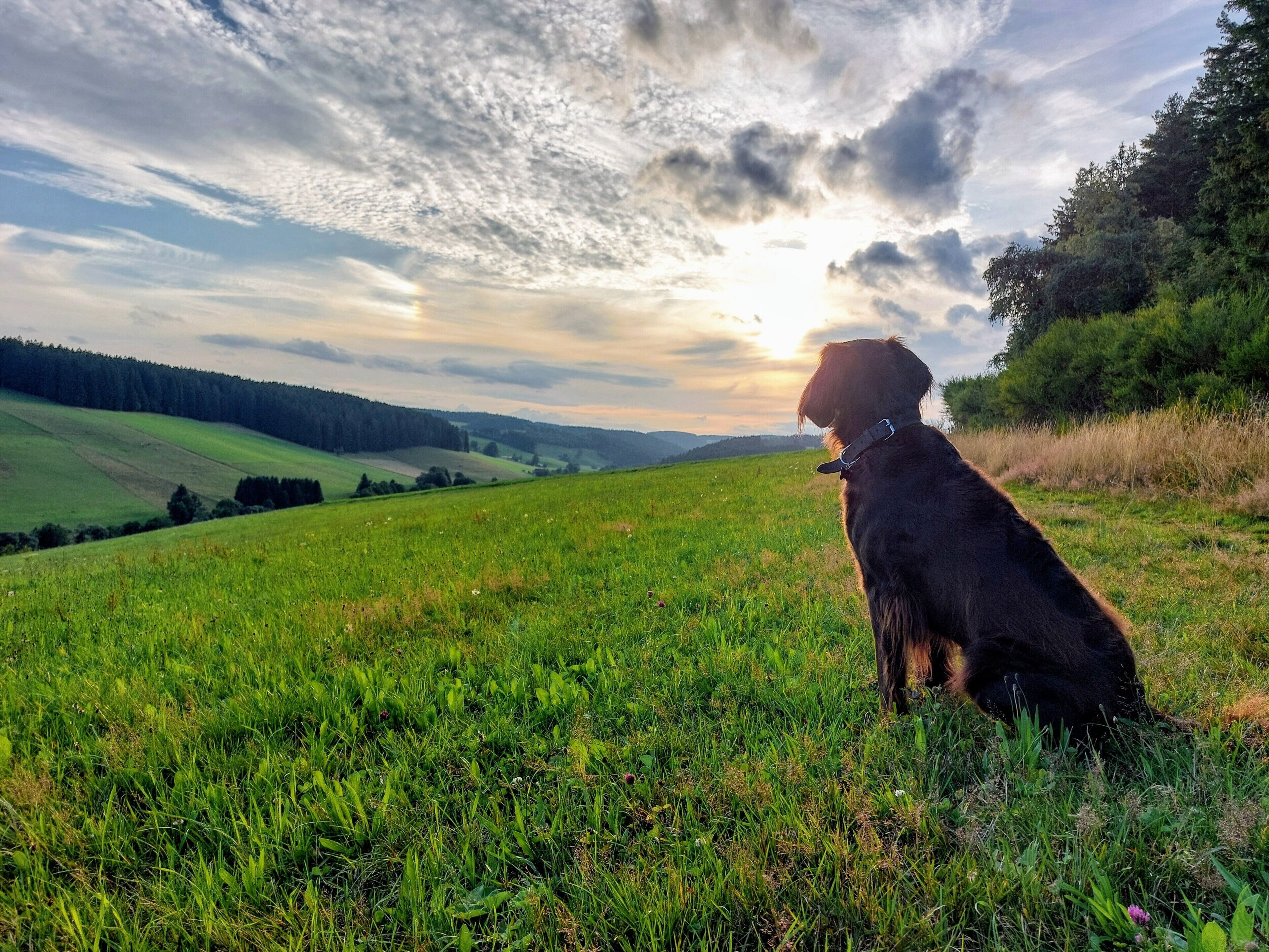Ein Hund sitzt auf einer grünen Wiese vor einer malerischen Landschaft.