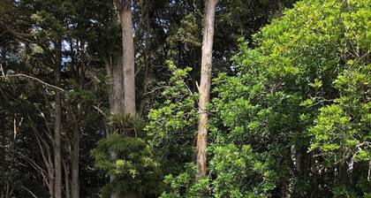 Serene Whangarei Lifestyle Luxurious Modern Home With Trees and Garden Views