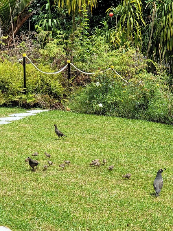 Ferienhaus, 5 Schlafzimmer, Balkon, Gartenblick | Garten