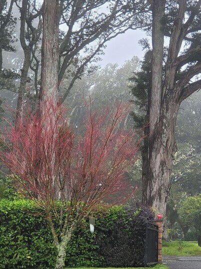 Serene Whangarei Lifestyle Luxurious Modern Home With Trees and Garden Views