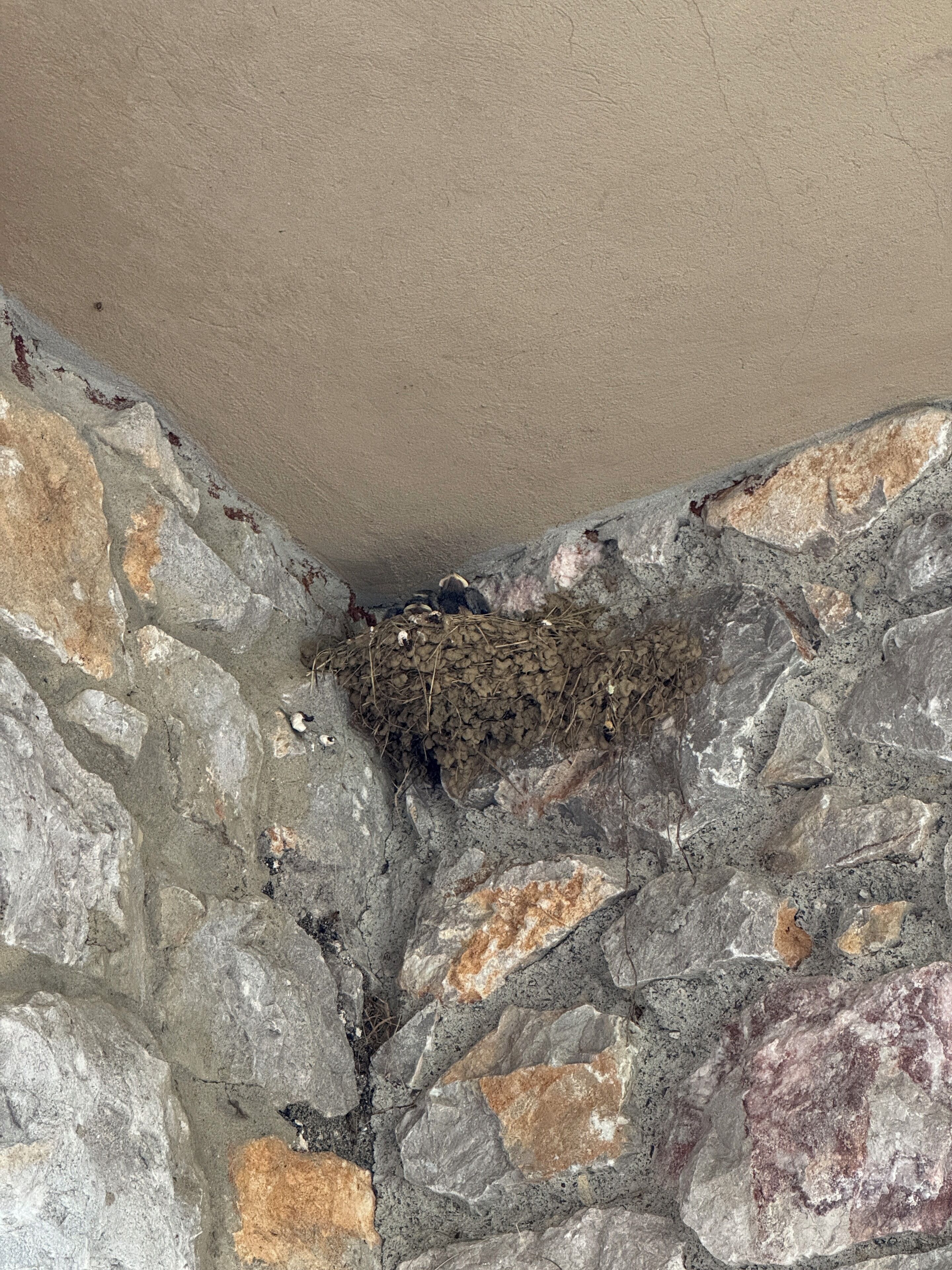 Esquina de un muro de piedra con un nido de pájaro.