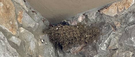 Esquina de un muro de piedra con un nido de pájaro.