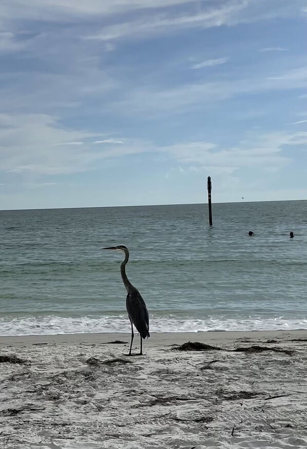 A beach scene with a single bird standing on the sand near the water's edge.