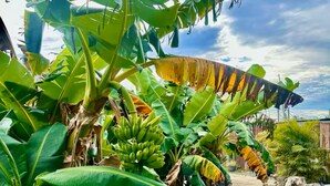En frodig have med bananplanter og en græsplæne.