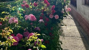 Un jardín con rosas rosadas en flor frente a un edificio.