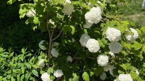 A garden with white flowers and green foliage.