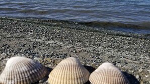 Een rotsachtige kust met drie schelpen en een wit object.