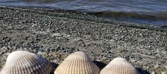 Studio with covered deck and Birch Bay View
