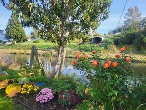 A garden with a pond, various plants, and a fence.