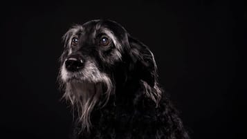 Huisdieren toegelaten