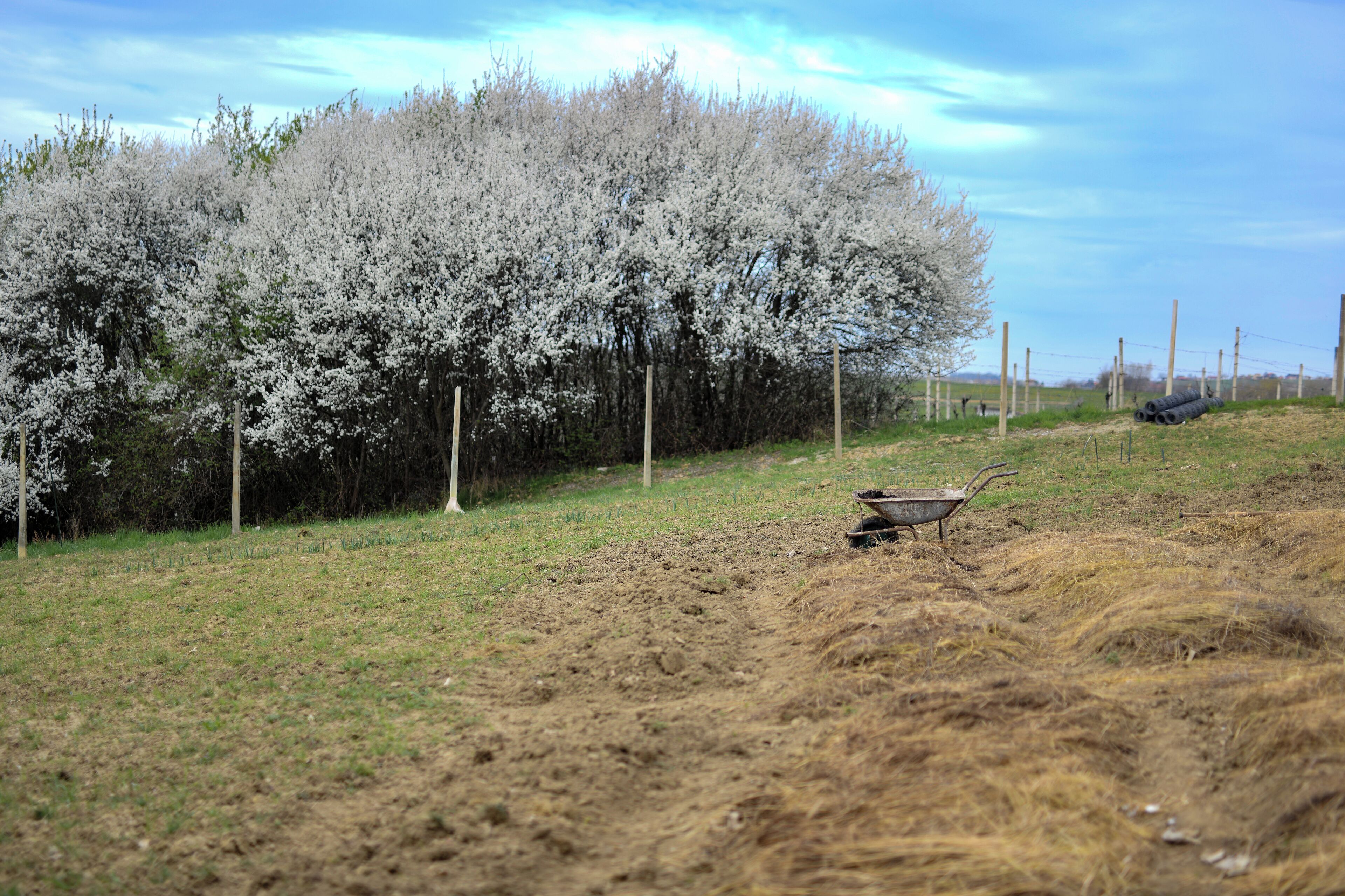 Ländliche Landschaft mit einem Feld, einer Schubkarre und einer Baumreihe.