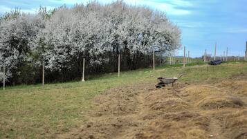 Ländliche Landschaft mit einem Feld, einer Schubkarre und einer Baumreihe.