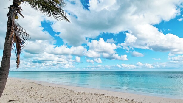 Una playa con agua azul cristalina, arena blanca y una palmera.